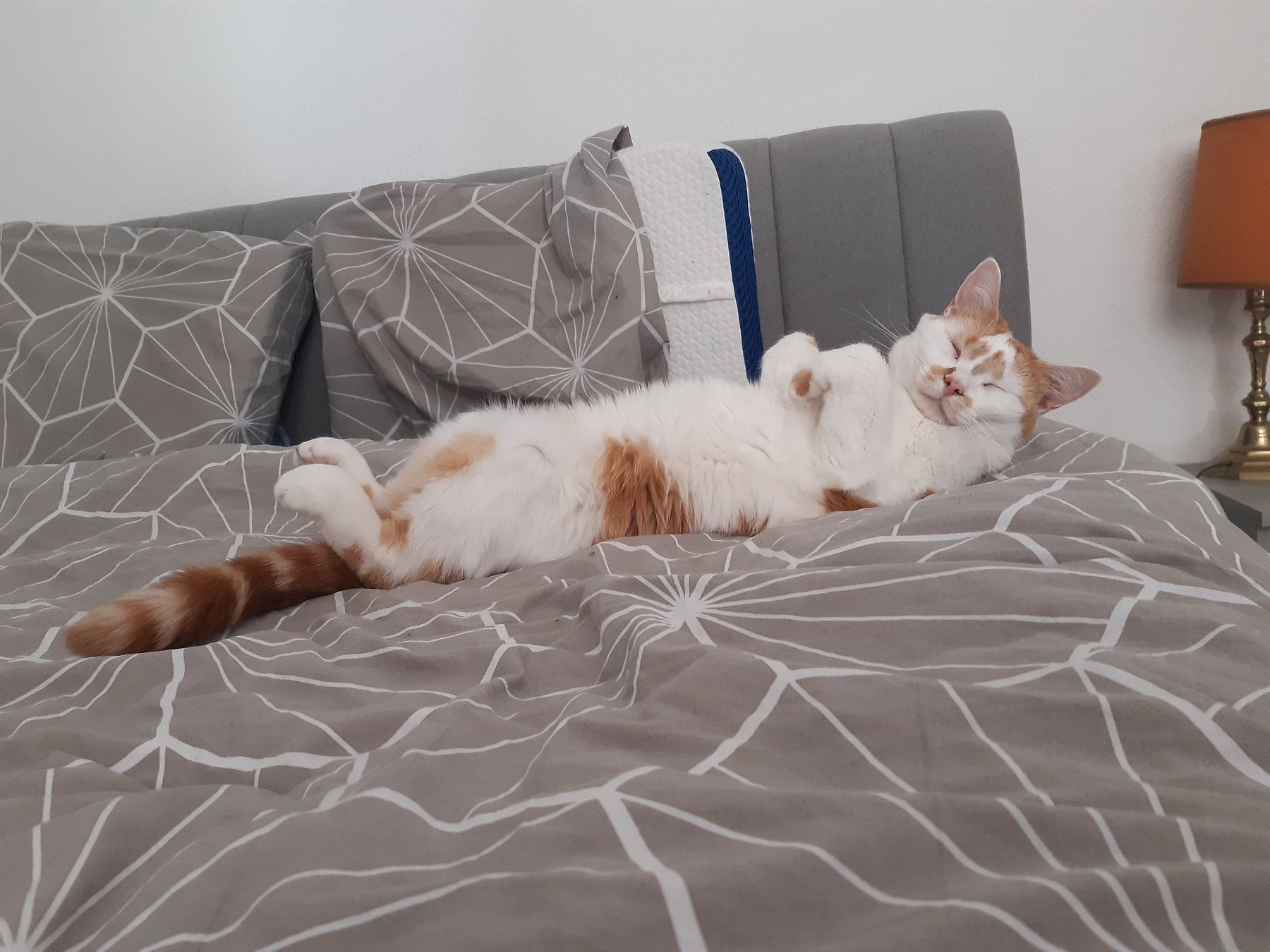 Ronron le chat