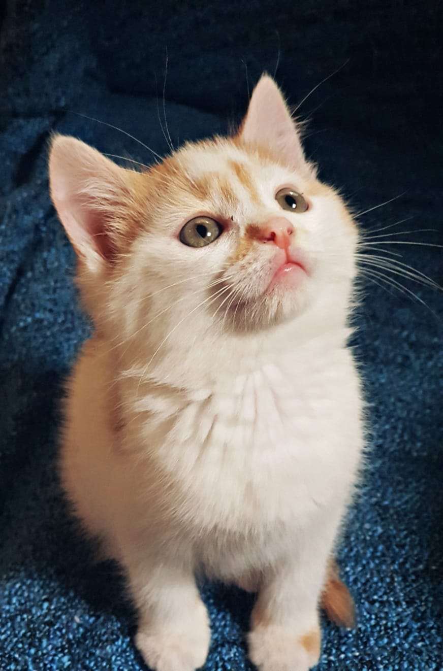 Chaton accompagné par Equi-Vibes